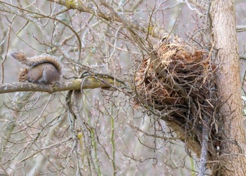 Squirrel and nest